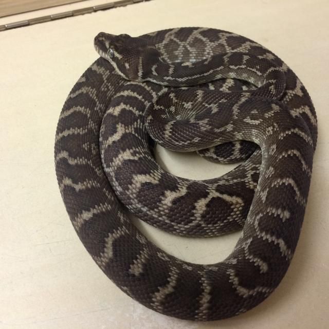 Morelia carinata. Reptile Forums